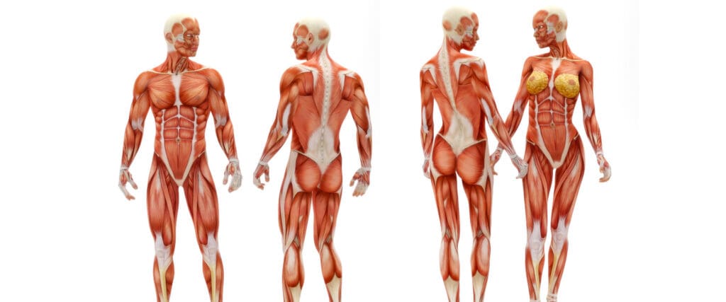 Muscle Mass Affected By Weight Loss Drugs.