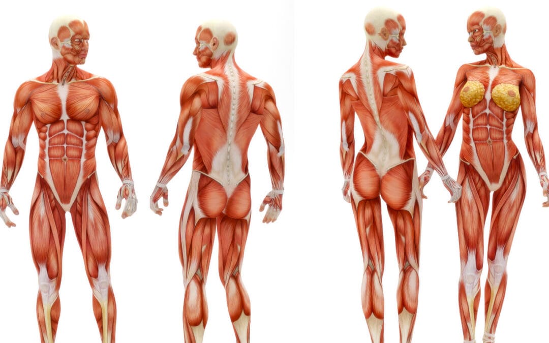 How Weight Loss Drugs Affect Muscle Mass